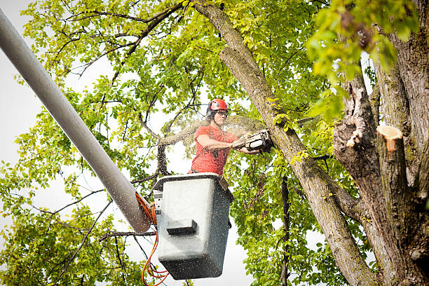 Best Hedge Trimming  in Mentone, IN